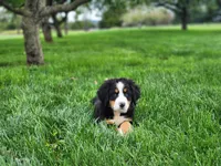 Daisy (Free Shipping), a female Bernese Mountain Dog for sale in Reinholds, PA – 6 of 10