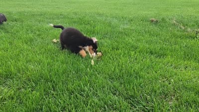 Daisy (Free Shipping), a female Bernese Mountain Dog for sale in Reinholds, PA – 10 of 10