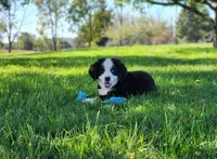 Marsh (Free Shipping), a male Bernese Mountain Dog for sale in Reinholds, PA – 3 of 10