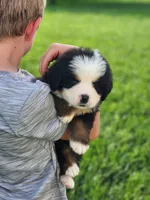 Scout, a male Bernese Mountain Dog for sale in Reinholds, PA – 2 of 2