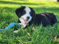 Marsh (Free Shipping), a male Bernese Mountain Dog for sale in Reinholds, PA – 1 of 10