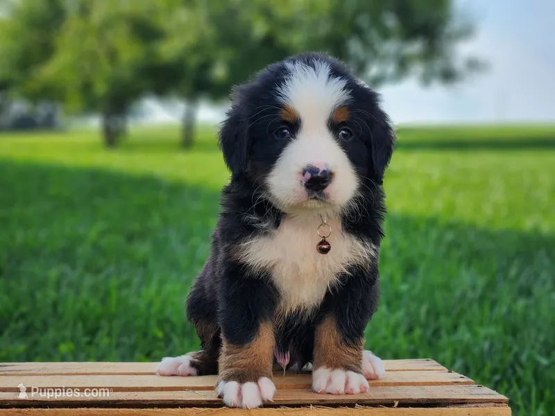 Buster – Bernese Mountain Dog puppy for sale in Reinholds, PA