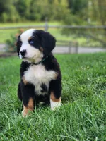 Marsh (Free Shipping), a male Bernese Mountain Dog for sale in Reinholds, PA – 6 of 10