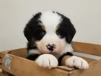 Bella , a female Bernese Mountain Dog for sale in Reinholds, PA – Photo 2 of 2