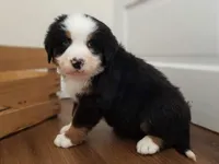 Bella , a female Bernese Mountain Dog for sale in Reinholds, PA – Photo 1 of 2