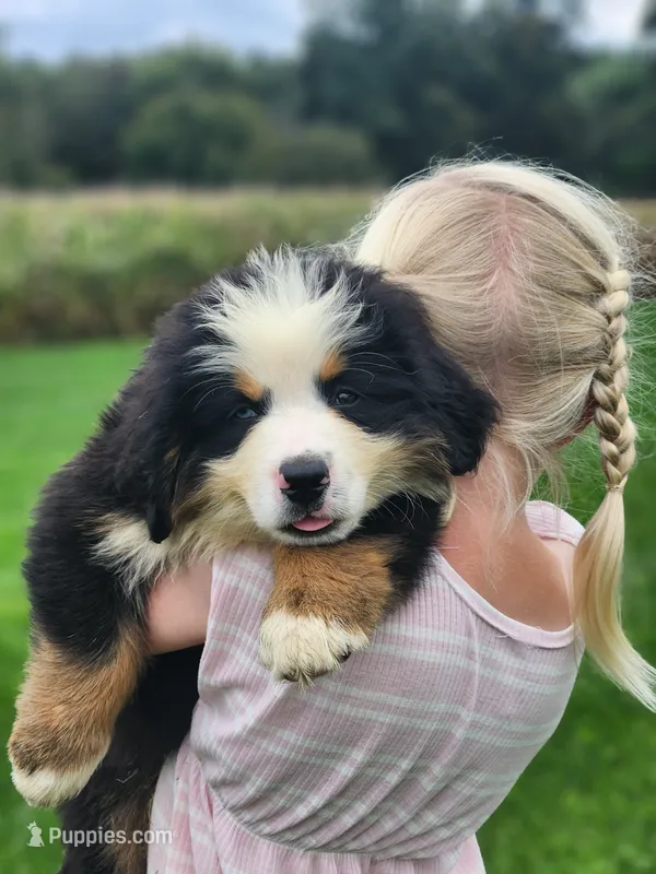 Scout – Bernese Mountain Dog puppy for sale in Reinholds, PA