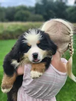 Scout (Free Shipping), a male Bernese Mountain Dog for sale in Reinholds, PA – 2 of 7