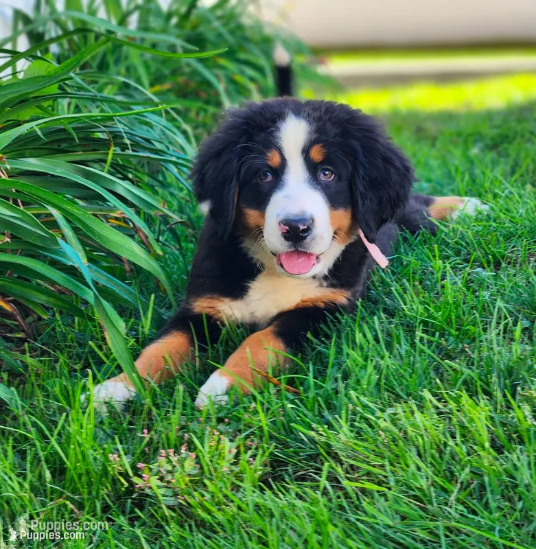 Daisy – Bernese Mountain Dog puppy for sale in Reinholds, PA