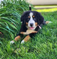 Daisy (Free Shipping), a female Bernese Mountain Dog for sale in Reinholds, PA – 4 of 10