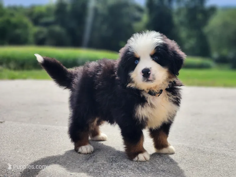 Scout – Bernese Mountain Dog puppy for sale in Reinholds, PA