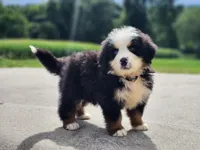 Scout (Free Shipping), a male Bernese Mountain Dog for sale in Reinholds, PA – 5 of 7