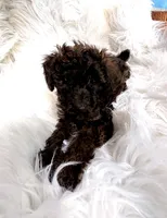 Shadow, a male Poodle - Toy  for sale in Fort Worth, TX – 1 of 1
