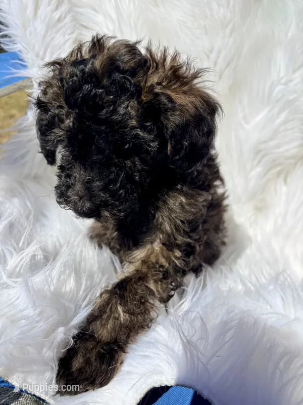 Shadow – Poodle - Toy  puppy for sale in Fort Worth, TX