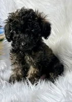 Shadow 800 go home ready , a male Poodle - Toy  for sale in Fort Worth, TX – 2 of 3