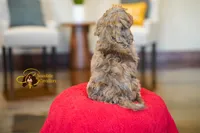 Apollo, a male Cavapoo for sale in Sugarcreek, OH – Photo 2 of 6