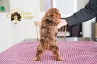 Apollo, a male Cavapoo for sale in Sugarcreek, OH – Photo 6 of 6