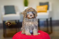 Apollo, a male Cavapoo for sale in Sugarcreek, OH – Photo 3 of 6