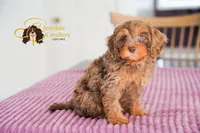 Apollo, a male Cavapoo for sale in Sugarcreek, OH – Photo 5 of 6