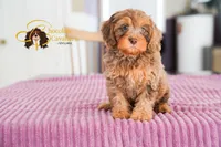 Apollo, a male Cavapoo for sale in Sugarcreek, OH – Photo 4 of 6