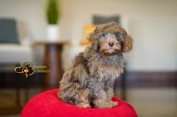 Apollo, a male Cavapoo for sale in Sugarcreek, OH – Photo 1 of 6