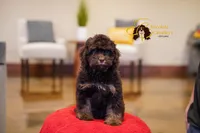 Cocoa, a male Cavapoo for sale in Sugarcreek, OH – Photo 6 of 6