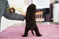 Cocoa, a male Cavapoo for sale in Sugarcreek, OH – Photo 3 of 6