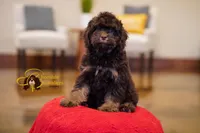 Cocoa, a male Cavapoo for sale in Sugarcreek, OH – Photo 5 of 6