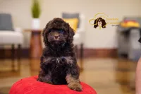 Cocoa, a male Cavapoo for sale in Sugarcreek, OH – Photo 1 of 6