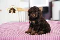 Cocoa, a male Cavapoo for sale in Sugarcreek, OH – Photo 4 of 6
