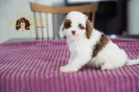 Matcha, a male Cavapoo for sale in Sugarcreek, OH – Photo 3 of 5