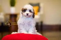 Matcha, a male Cavapoo for sale in Sugarcreek, OH – Photo 4 of 5