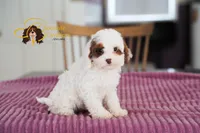 Matcha, a male Cavapoo for sale in Sugarcreek, OH – Photo 2 of 5