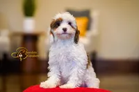 Matcha, a male Cavapoo for sale in Sugarcreek, OH – Photo 1 of 5