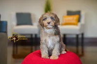 Comet, a male Cavapoo for sale in Sugarcreek, OH – Photo 2 of 6