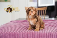 Comet, a male Cavapoo for sale in Sugarcreek, OH – Photo 6 of 6