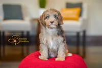 Comet, a male Cavapoo for sale in Sugarcreek, OH – Photo 1 of 6