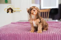 Comet, a male Cavapoo for sale in Sugarcreek, OH – Photo 5 of 6