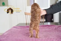 Comet, a male Cavapoo for sale in Sugarcreek, OH – Photo 4 of 6