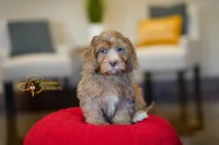 Orion, a male Cavapoo for sale in Sugarcreek, OH – Photo 1 of 6