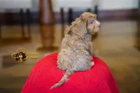 Orion, a male Cavapoo for sale in Sugarcreek, OH – Photo 6 of 6