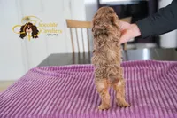 Orion, a male Cavapoo for sale in Sugarcreek, OH – Photo 2 of 6