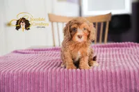 Orion, a male Cavapoo for sale in Sugarcreek, OH – Photo 4 of 6