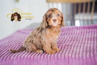 Orion, a male Cavapoo for sale in Sugarcreek, OH – Photo 3 of 6