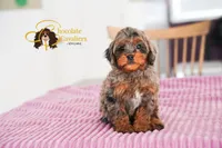 Coffee, a male Cavapoo for sale in Sugarcreek, OH – Photo 2 of 6