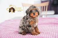 Coffee, a male Cavapoo for sale in Sugarcreek, OH – Photo 3 of 6