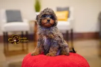 Coffee, a male Cavapoo for sale in Sugarcreek, OH – Photo 1 of 6