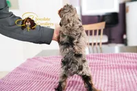 Coffee, a male Cavapoo for sale in Sugarcreek, OH – Photo 4 of 6