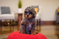 Coffee, a male Cavapoo for sale in Sugarcreek, OH – Photo 6 of 6