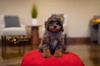 Coffee, a male Cavapoo for sale in Sugarcreek, OH – Photo 5 of 6