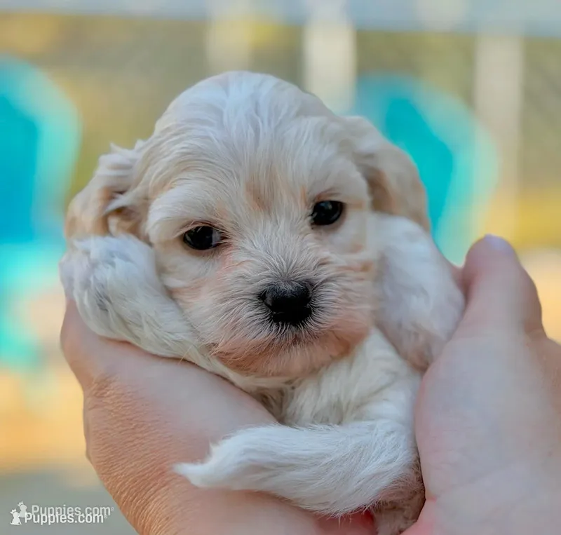 AKC - LadyBug – Havanese puppy for sale in Orlando, FL